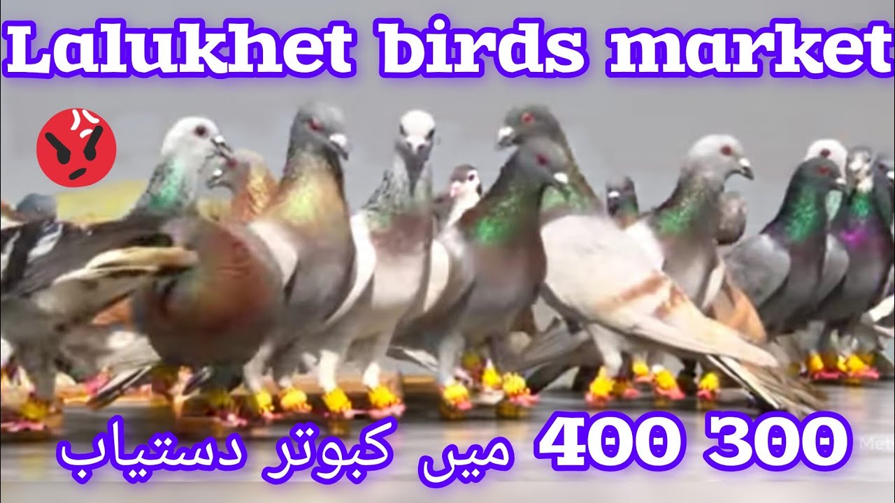 Голубиный рынок Лалукхета | Птичий рынок Лалукхета | Воскресный птичий рынок | Голубиный рынок Го...