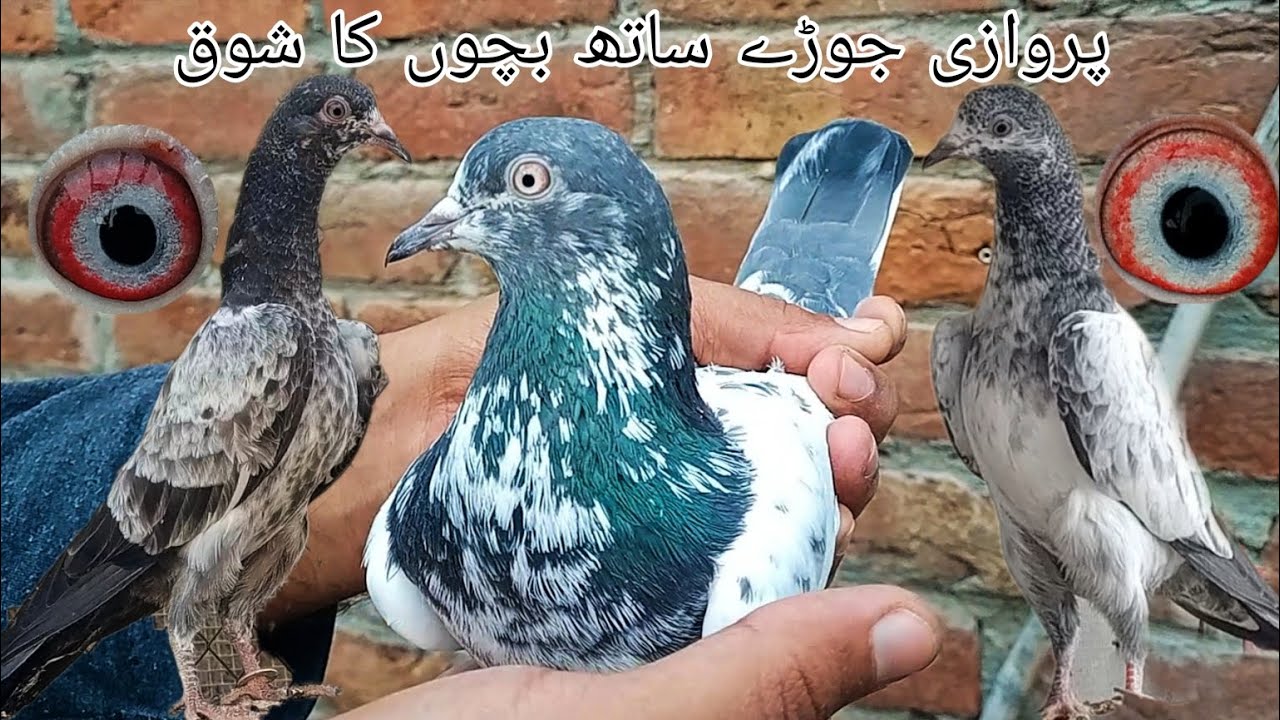 اپنے گھر سے پروازی جوڑے ساتھ بچوں کا شوق (تیاری 2026) 