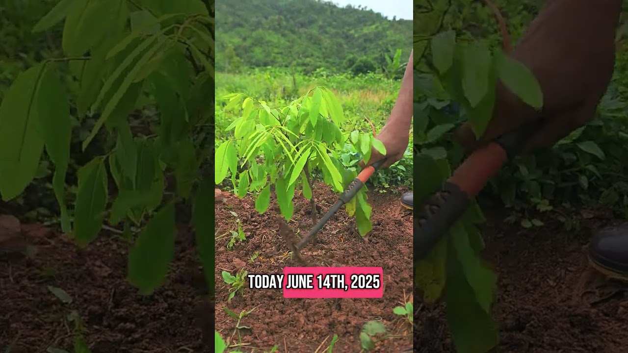 From Stick to Sweet Fruit 🍇 | Longan Tree Journey Begins 🌱