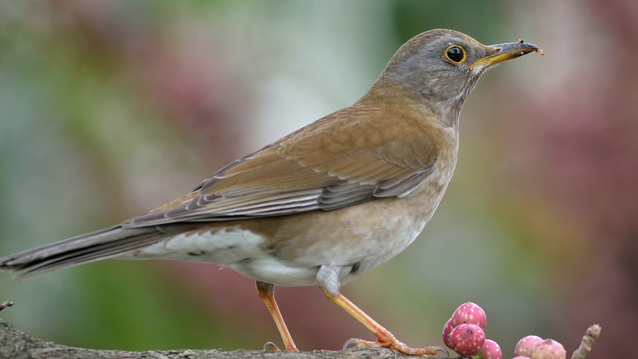 Pale Thrush (Turdus pallidus)