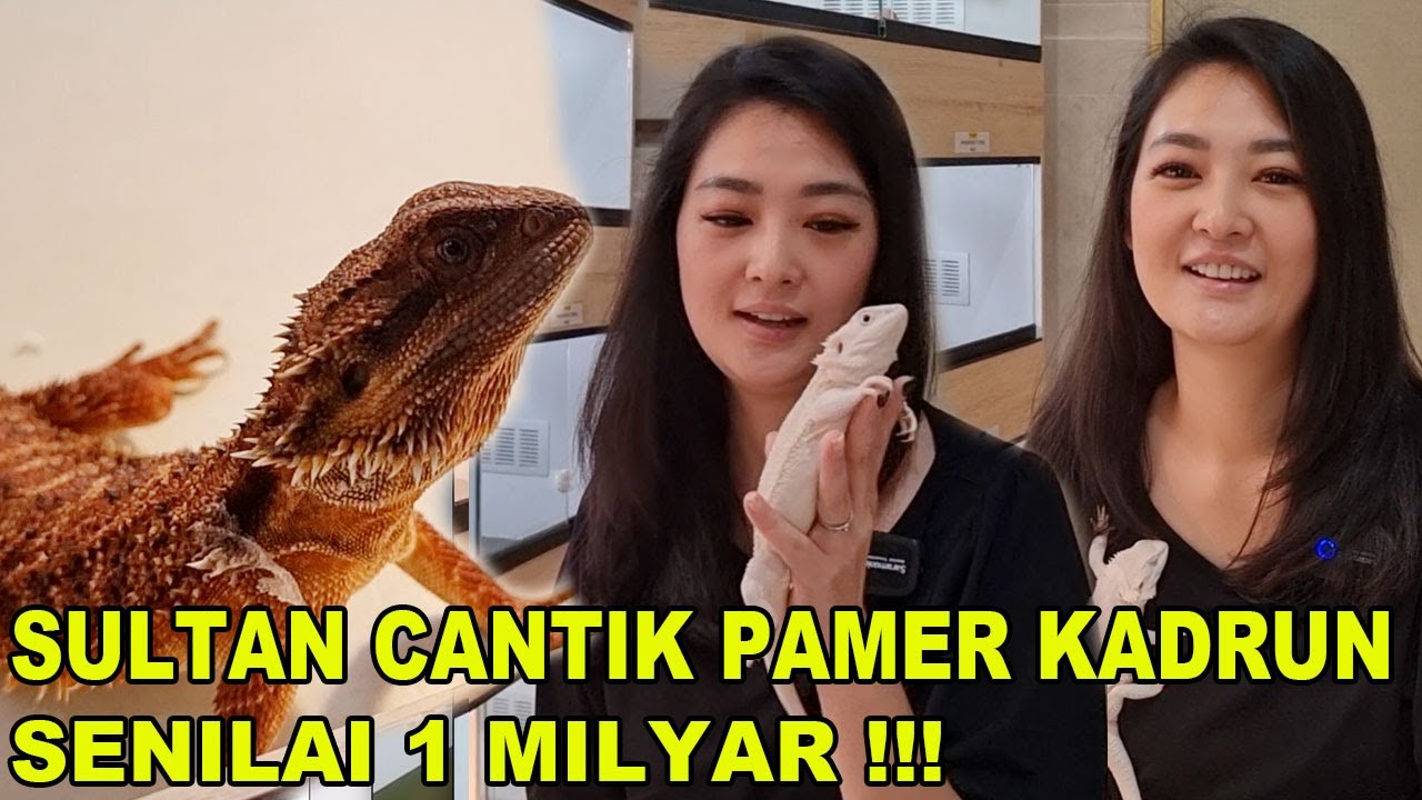 KADAL GURUN 1 MILYAR KOLEKSI SULTAN CANTIK JAKARTA SELATAN - BEARDED DRAGON LANGKA