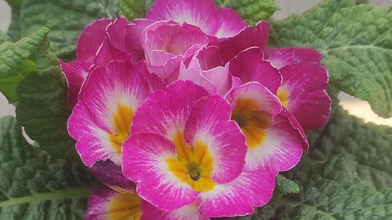 Multi hunar Adda  is live doston jldi jldi aao