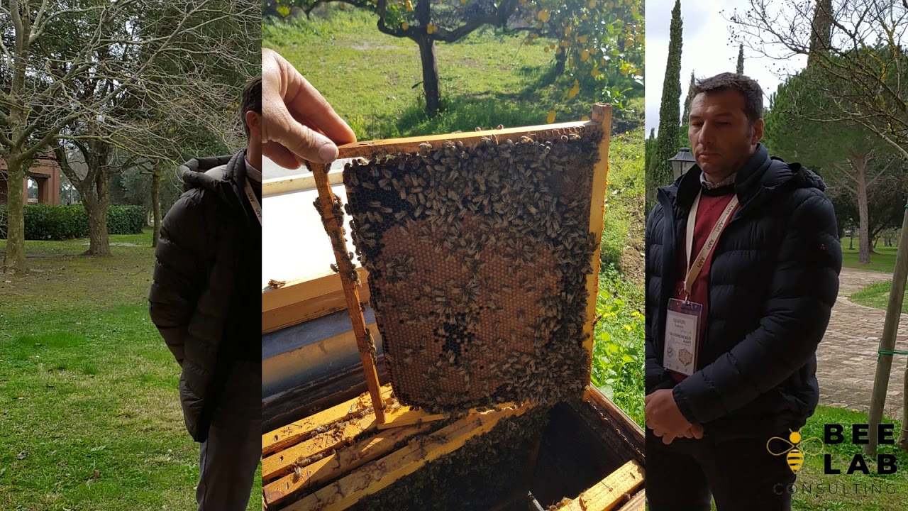 H.1 L' Apicoltura professionale Italiana con i fratelli Oliva  [Bee Lab Consulting]