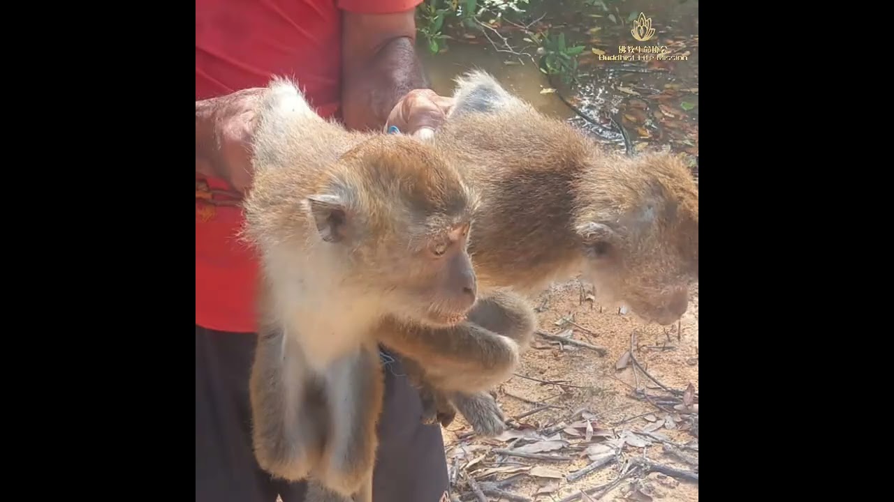 31/01/26🇸🇬🇸🇬🇸🇬🇲🇨🇲🇨🇲🇨佛教生命协会天天救物命活动 Buddhist Life Mission Daily Life Rescuing Activities