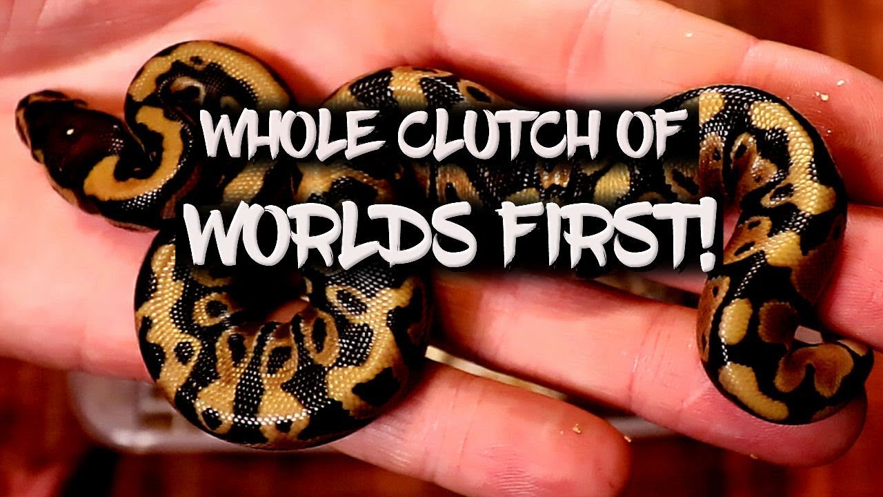 A whole clutch of 'Worlds First' ball pythons!