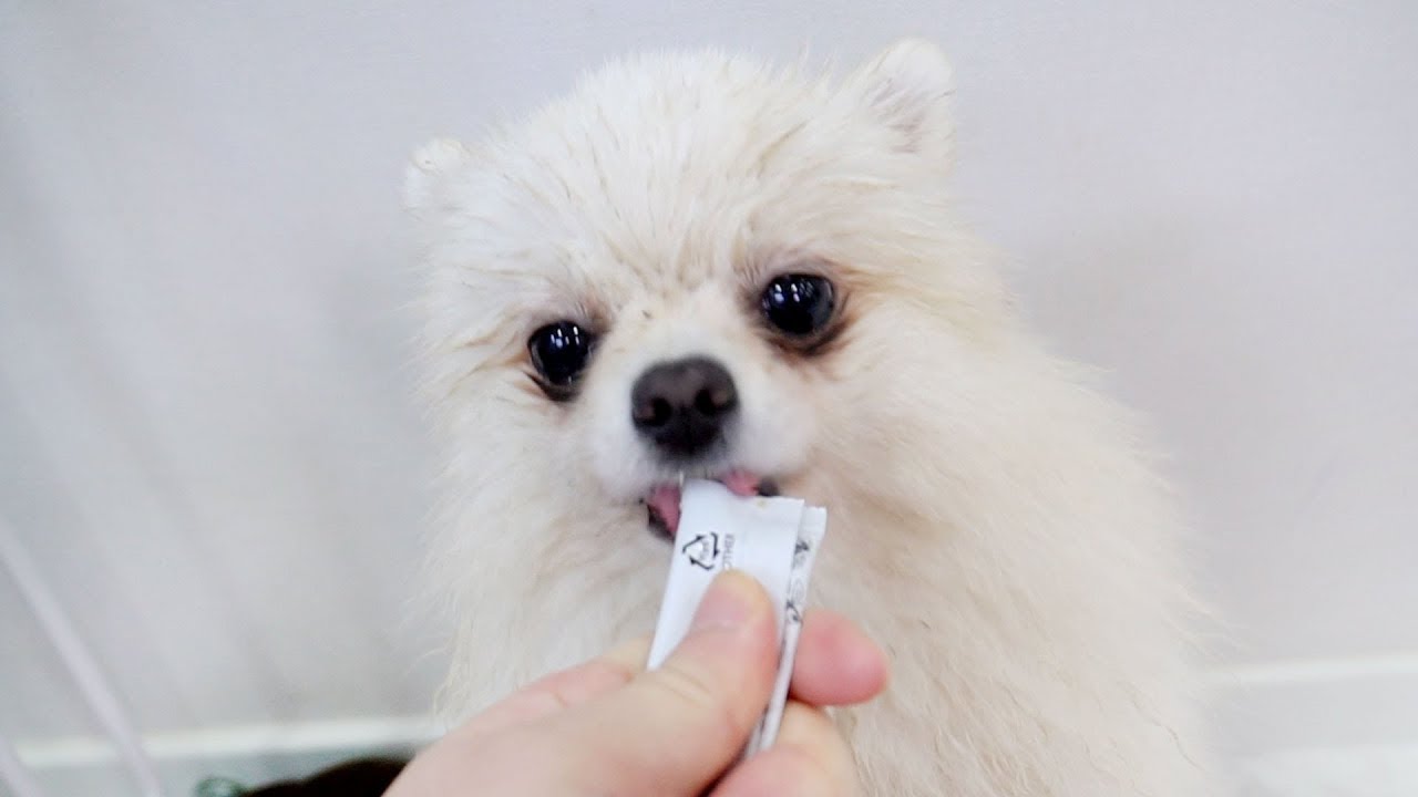 소형견을 키울때 드는 비용 🐇 행성이의 가'개'부