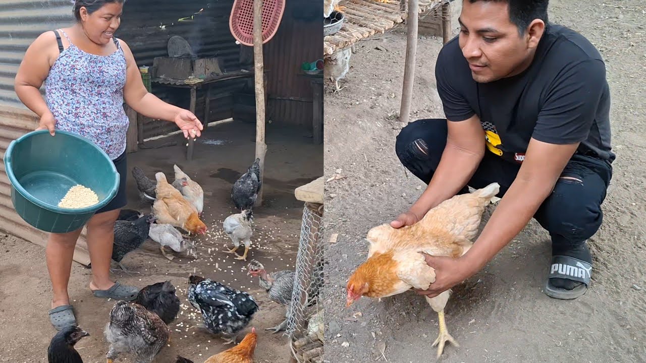‼️Rosi y Andres Compran Todas Estas Gallinas😍Andres Queda Boca abierta Ver Cuanta😱
