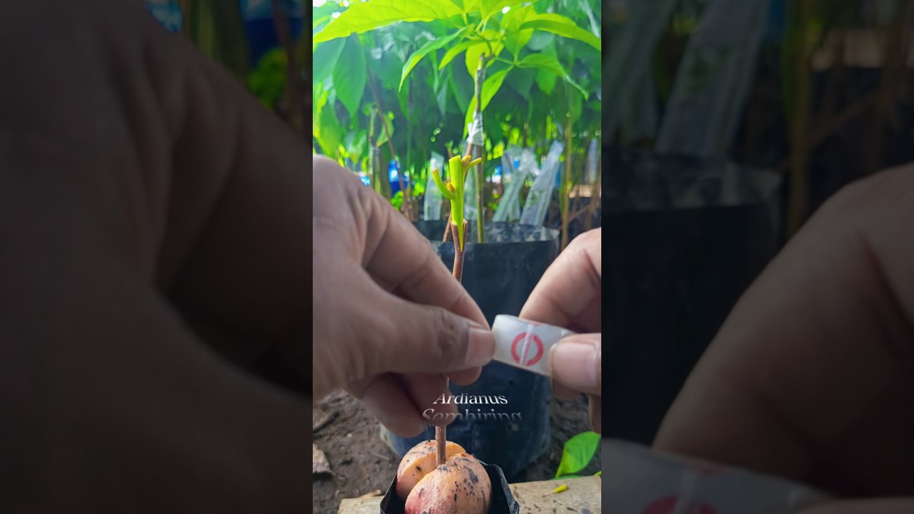 Прививка и черенкование авокадо 