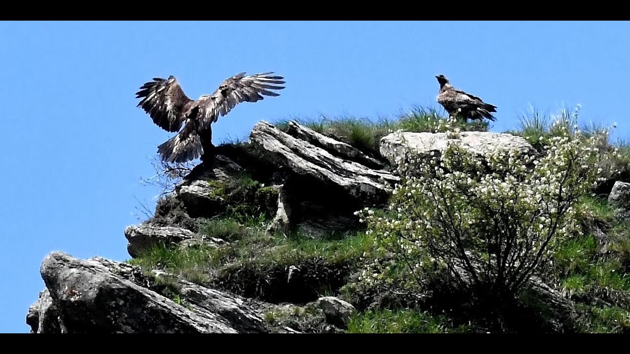Tributo alla nostra aquila reale!