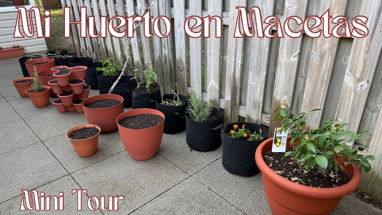 Mi Huerto en maceta tour  #huerto #huertourbano #huertoencasa