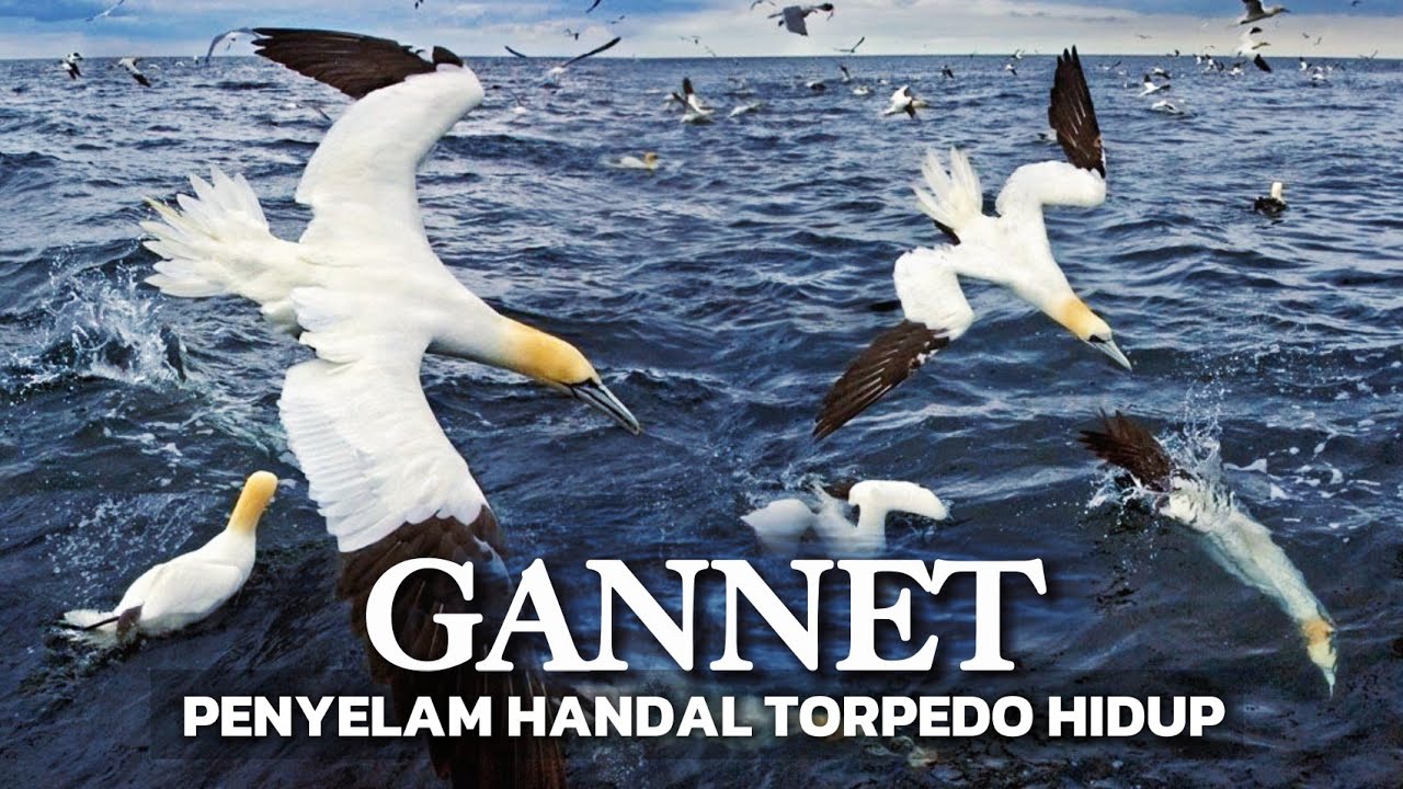 Burung Gannet: Strategi mematikan - Terjun Bebas dari Langit Menghantam Lautan.