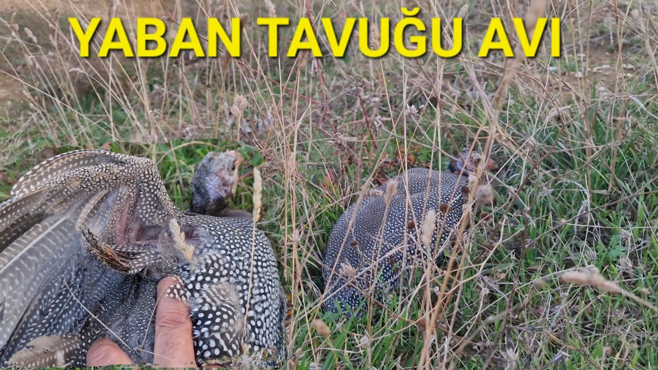 TARLADA ELLE YABAN TAVUĞU YAKALADIM🔥