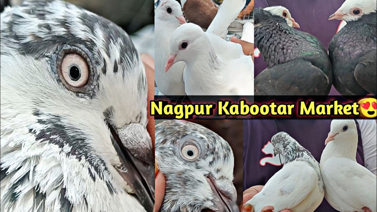Nagpur Bird Market😍 | High Flyer Pigeons,Exotic Bird Market | Aniruddha Alone