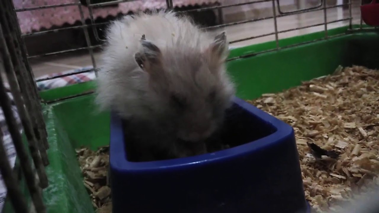 Ben hamster aldım
