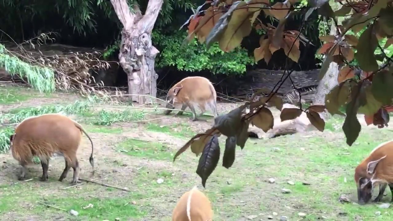 🎥 VIRTUAL ZOO DAY LIVE 5: Breakfast with the red river hogs! 🐷