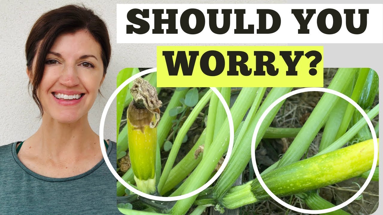 Zucchini Dying Before Maturing / Why Are My Zucchini (Courgette) Dying on the Vine?