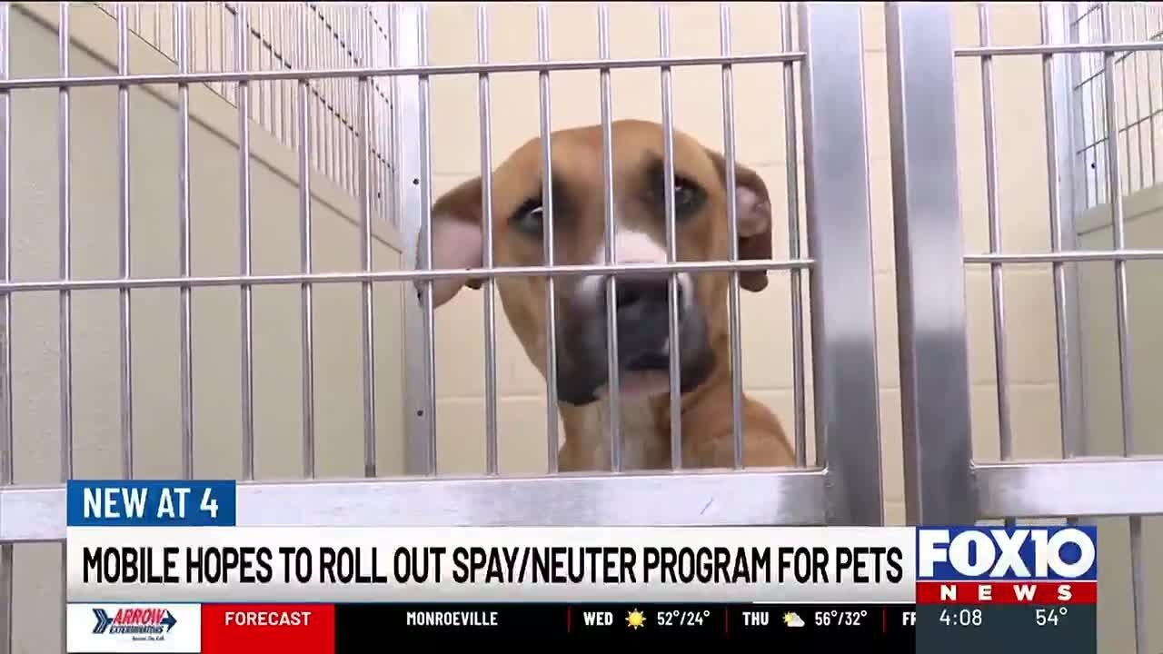 Mobile hopes to launch spay and neuter program for pets