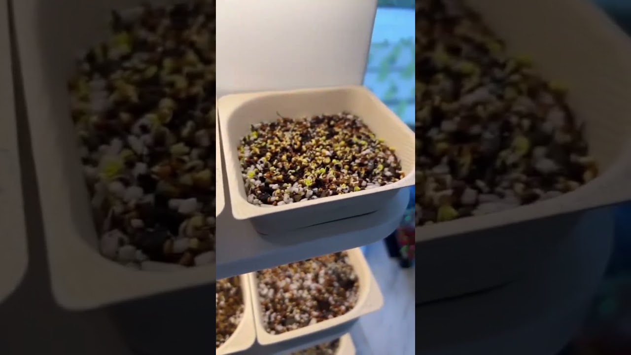 🌱Microgreens: automatizados vs casero b&aacute;sico🌱