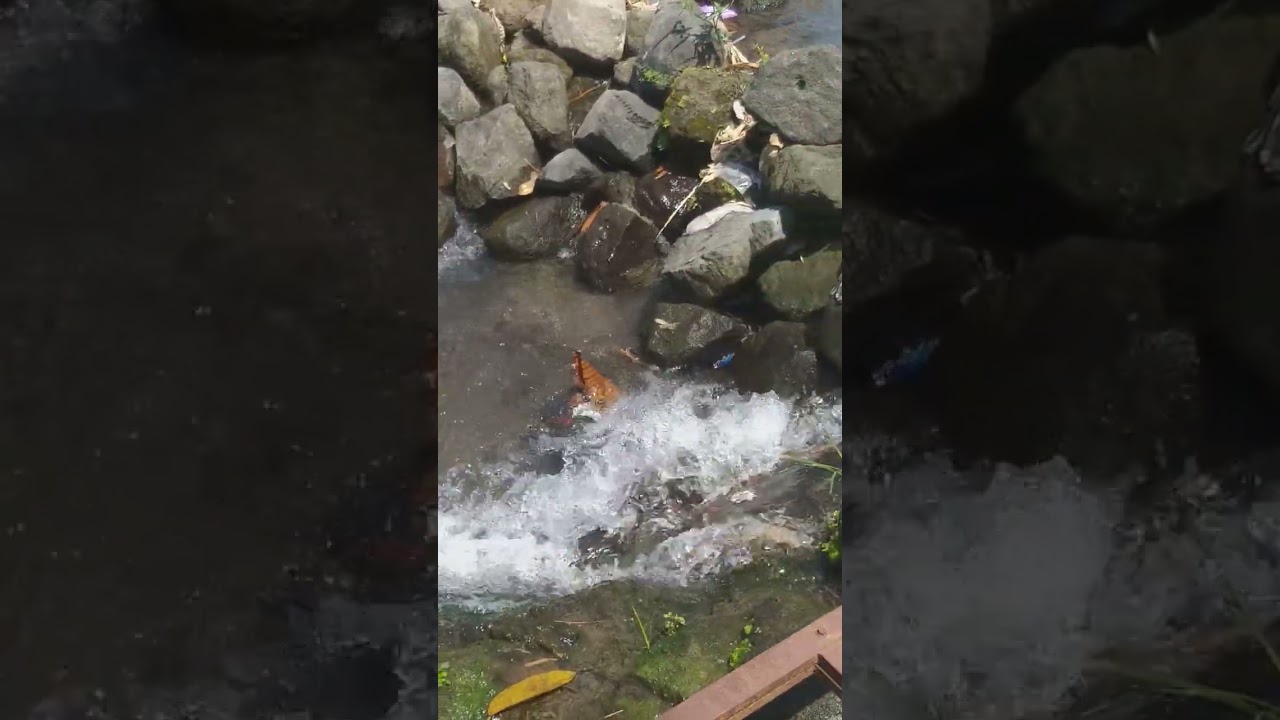 terapi manuk macet bunyi... #terapiburungmacetbunyi #konin_gacor #terapiburung