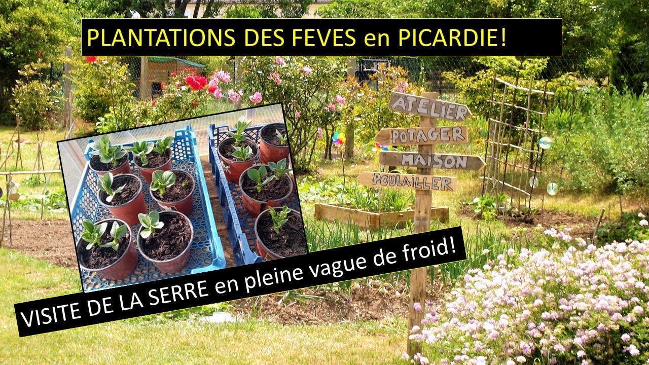 CULTURE DE LA FEVE EN PICARDIE ( et petit tour dans la serre)