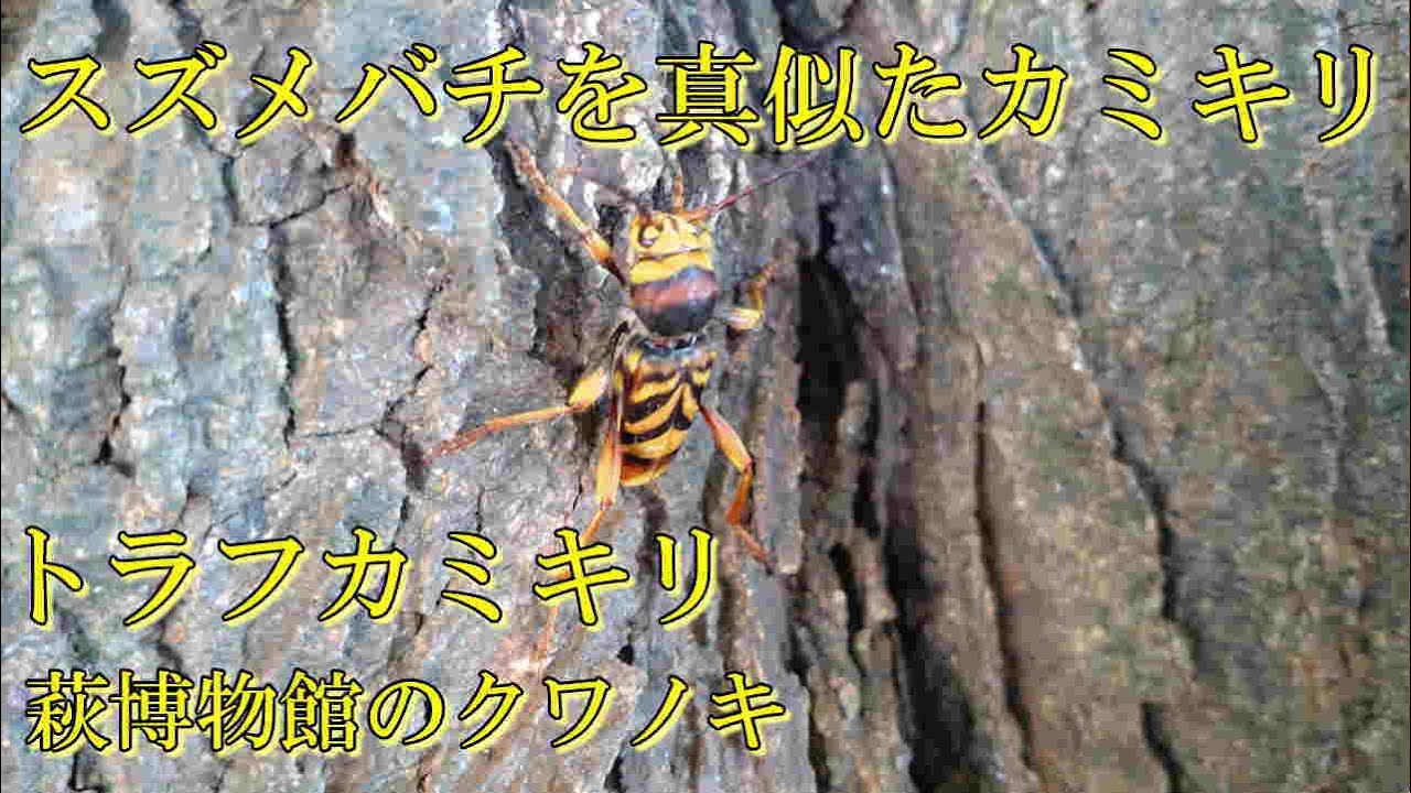 スズメバチを真似たカミキリ　トラフカミキリ2024～2025年撮影