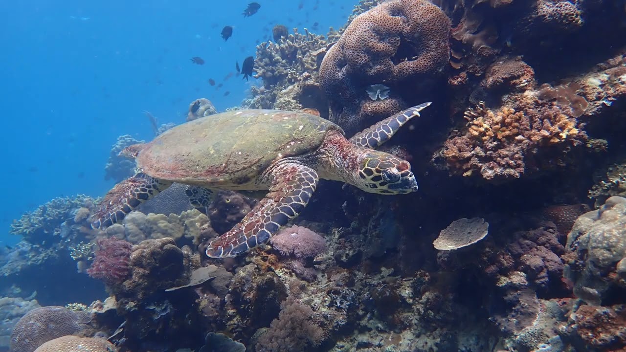 수중사진 가이드-실전 