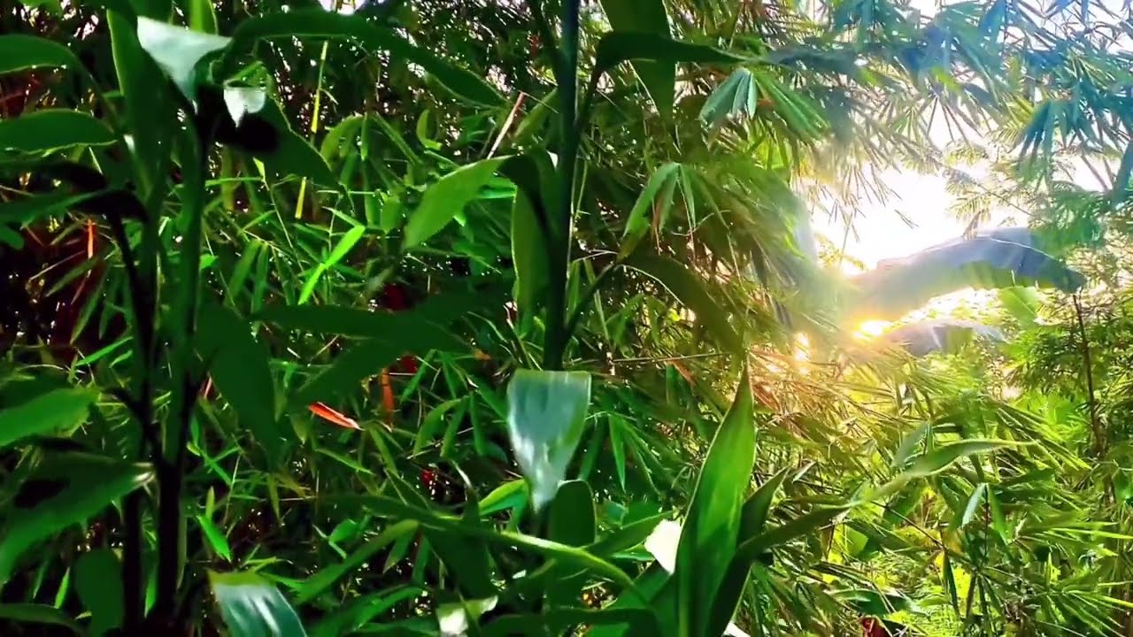 1 Hour of Gentle Morning Breeze &ndash; Relaxation & Meditation