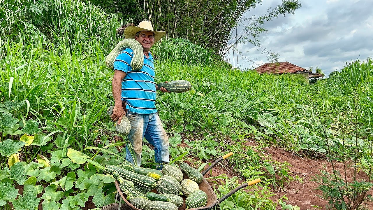 Ele plantou abóbora na beira da estrada e se surpreendeu com a colheita …