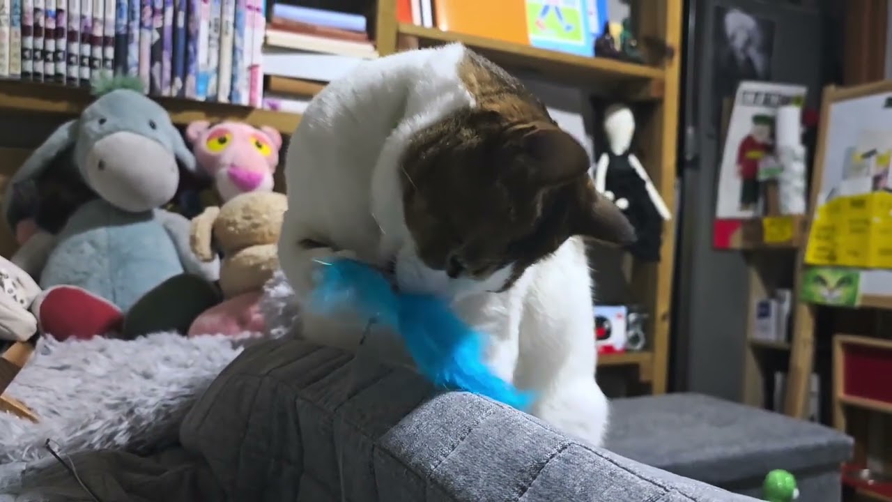 자세히 보아도 예쁘다. 오래 보아도 샤릉스럽다. #홍택오씨레오