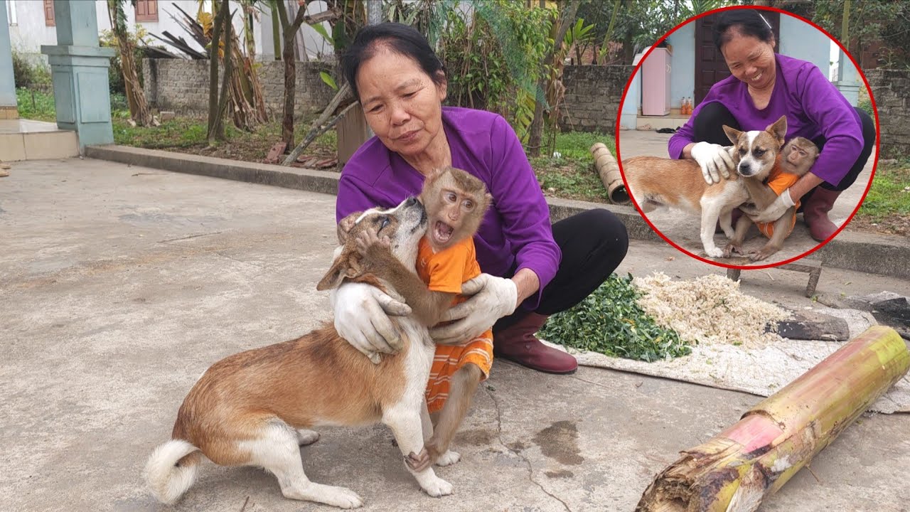 Обезьянка Ламбо и Ба Кан были очень рады снова увидеть собаку Пхат Тая.