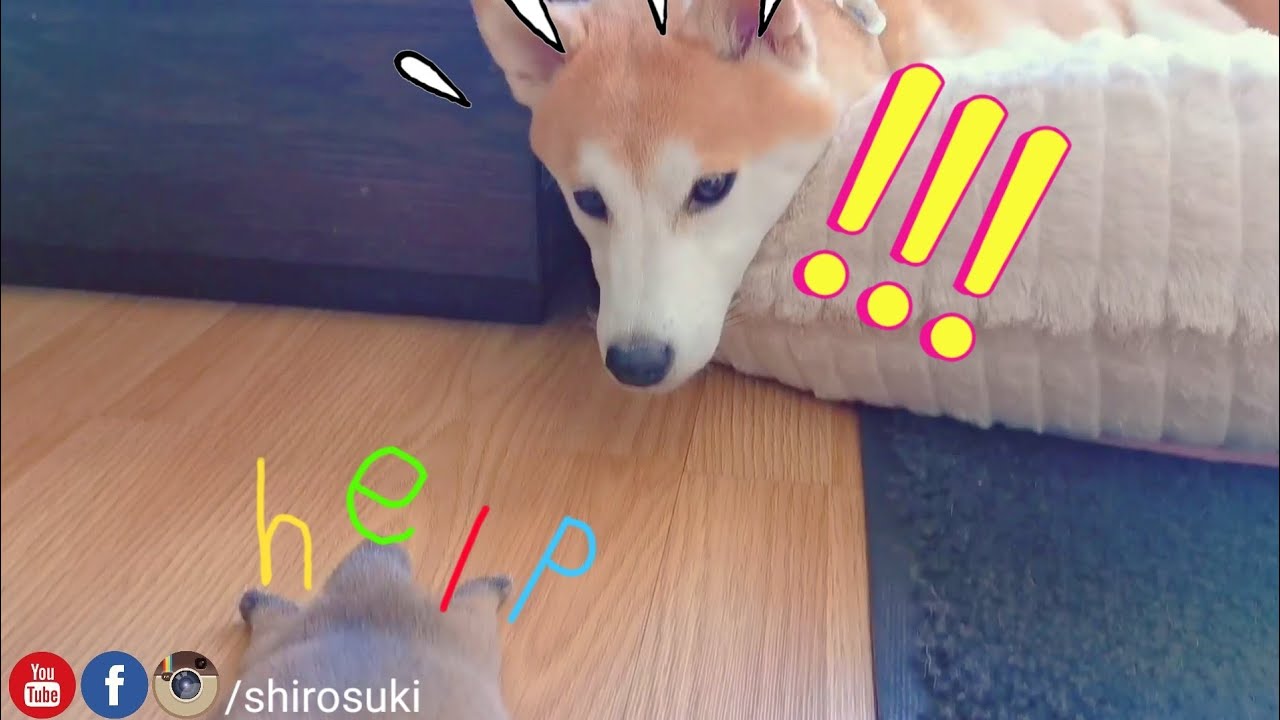 Oh No, Potat Fell Off the Bed!