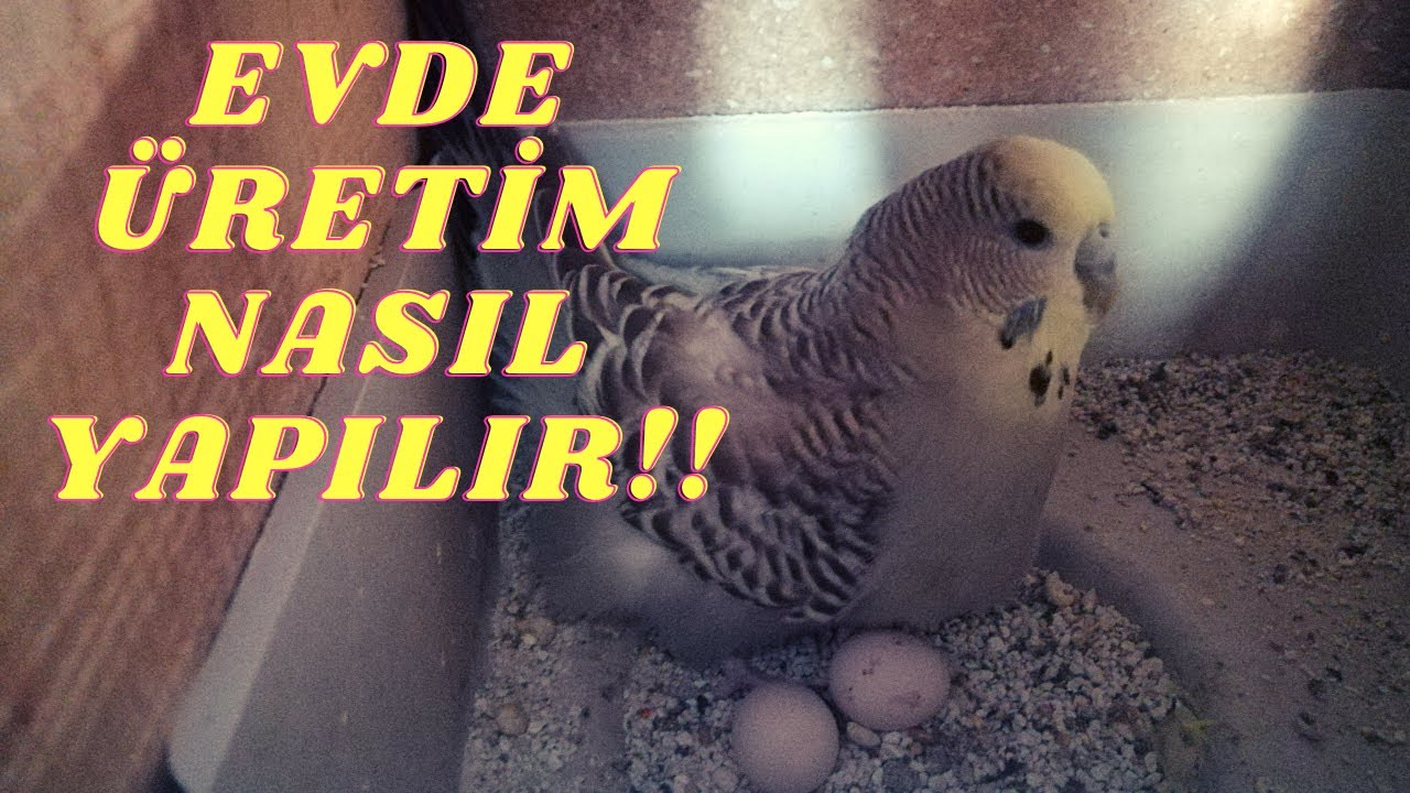 EVDE MUHABBET KUŞU NASIL ÜRETİLİR | MUHABBET KUŞU ÜRETİMİ