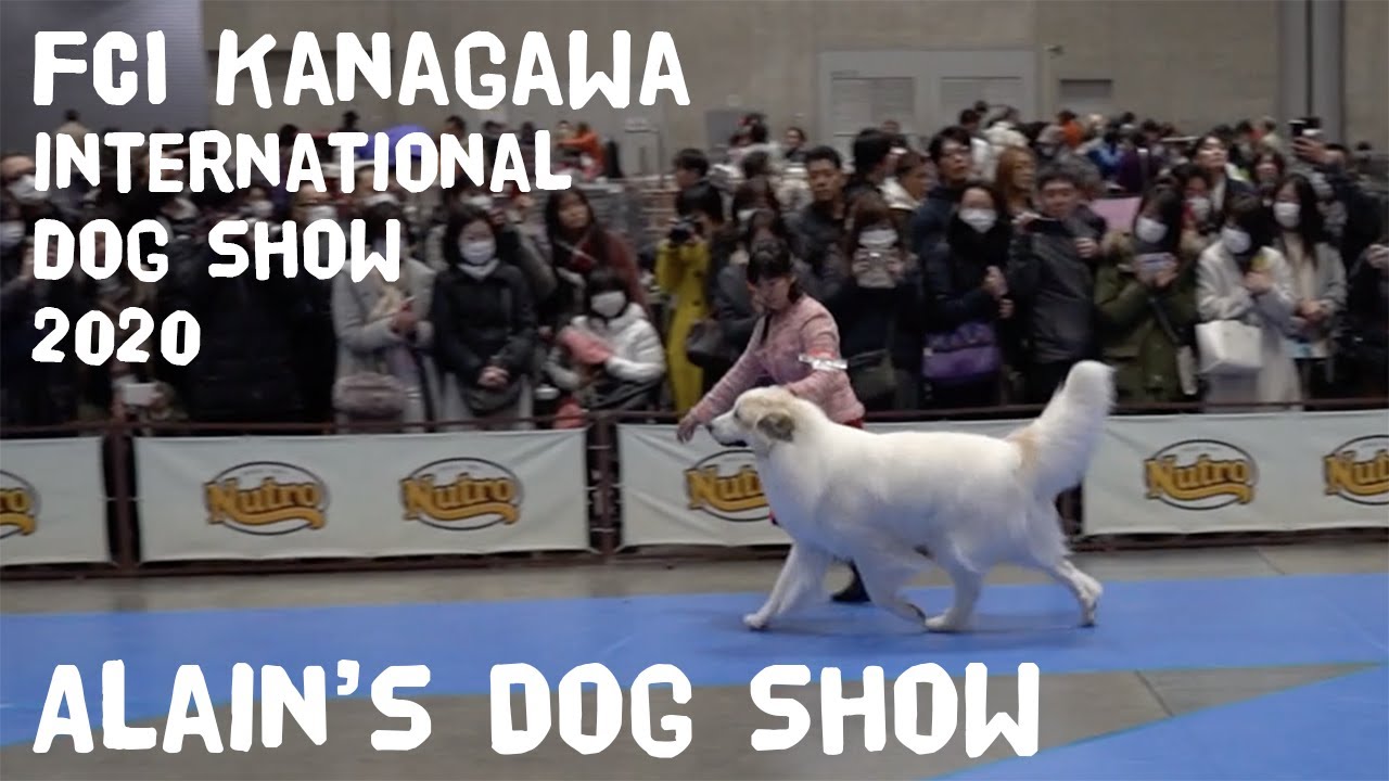 アランのドッグショー　FCI神奈川インターナショナルドッグショー　2020　Great Pyrenees　グレートピレニーズ