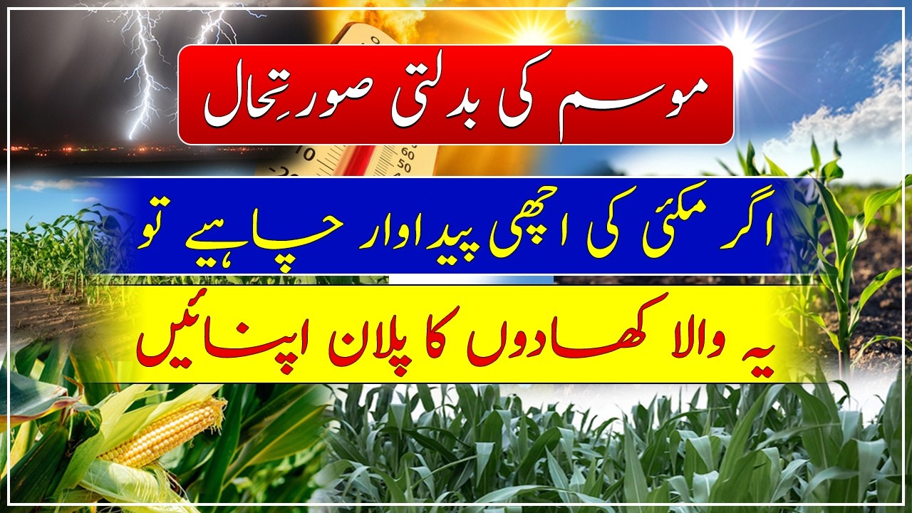 Baharia maize fertilizer plan| how to get good maize production| مکئی کوکھادیں موسم کے حساب سے ڈالیں