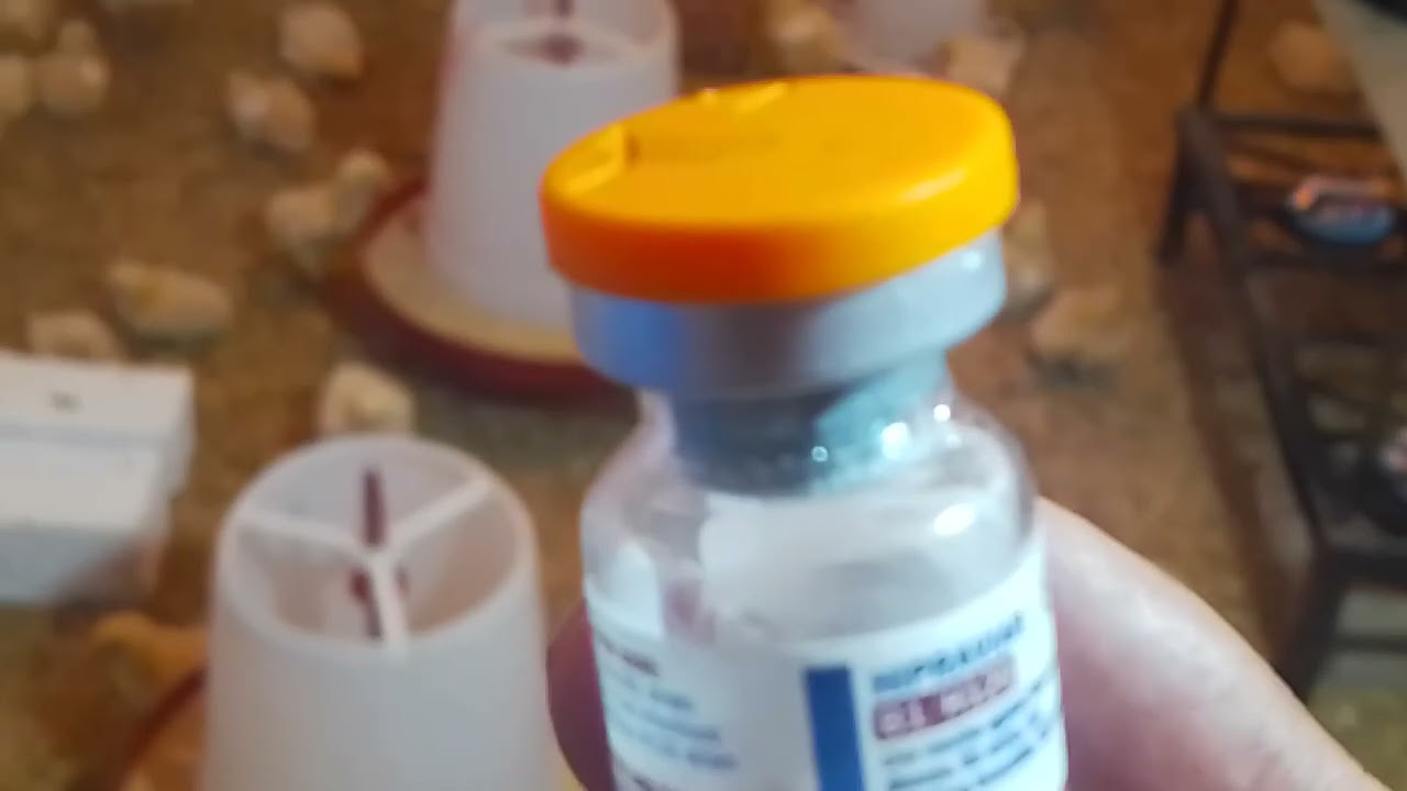 تحصين نيوكاسل الدواجن  .علاج الدواجن عملي .مع نصائح نجاح دوره الفراخ .