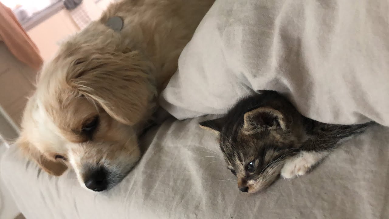 아기 개냥이와 강아지 같이 키우기, 새끼고양이 냥줍 후 합사 성공 할 수 있을까요?