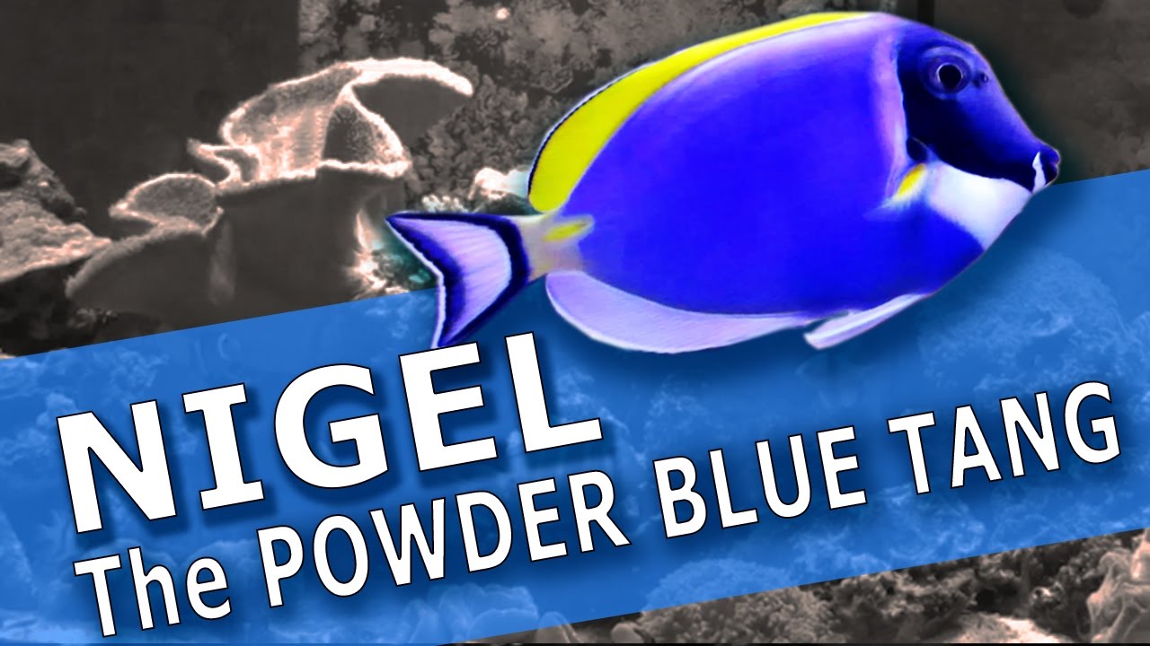 NIGEL The POWDER BLUE TANG
