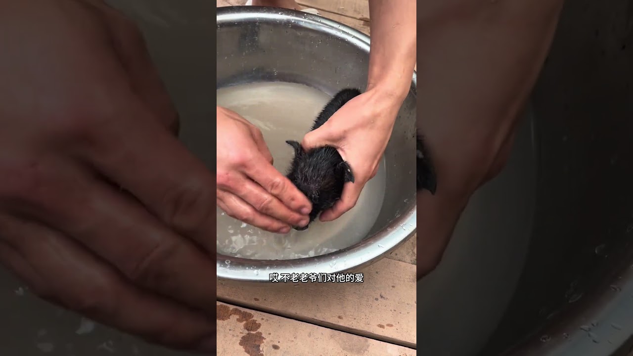 鹅尔豁，我们都做到这个地步了，这两崽子应该能活下去了吧&hellip;&hellip; 跑山猪原生态 自繁自养 农场日记 我的农场生活 乡村创业故事