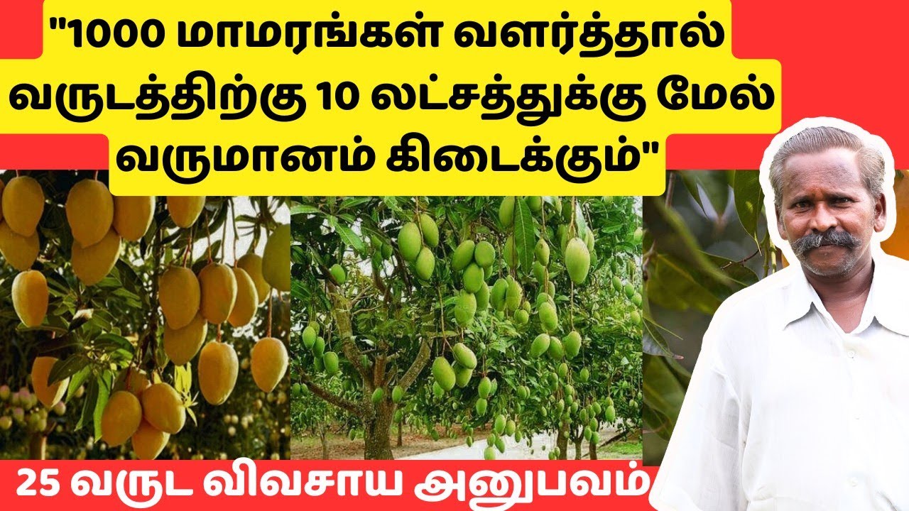 மாமரங்கள் | Mango Tree Cultivation Business Plan In Tamil | Mango Farming Income | Eden TV Business