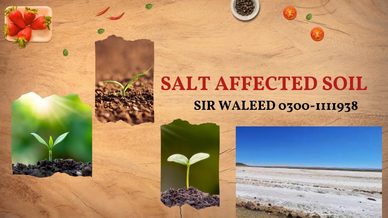 Tricks to learn Salt affected soil/Saline-Saline Sodic/Sodic/Reclamation/soil classification