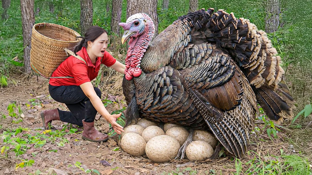 Harvesting +1000kg Giant Forest Turkeys on Cliff, Skills in Trapping Turkeys | Wild Survival