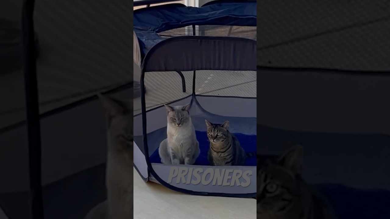 Surviving Inside an Overcrowded Prison