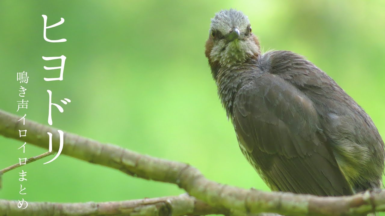 聴き分けられる？ヒヨドリの鳴き声イロイロまとめ！