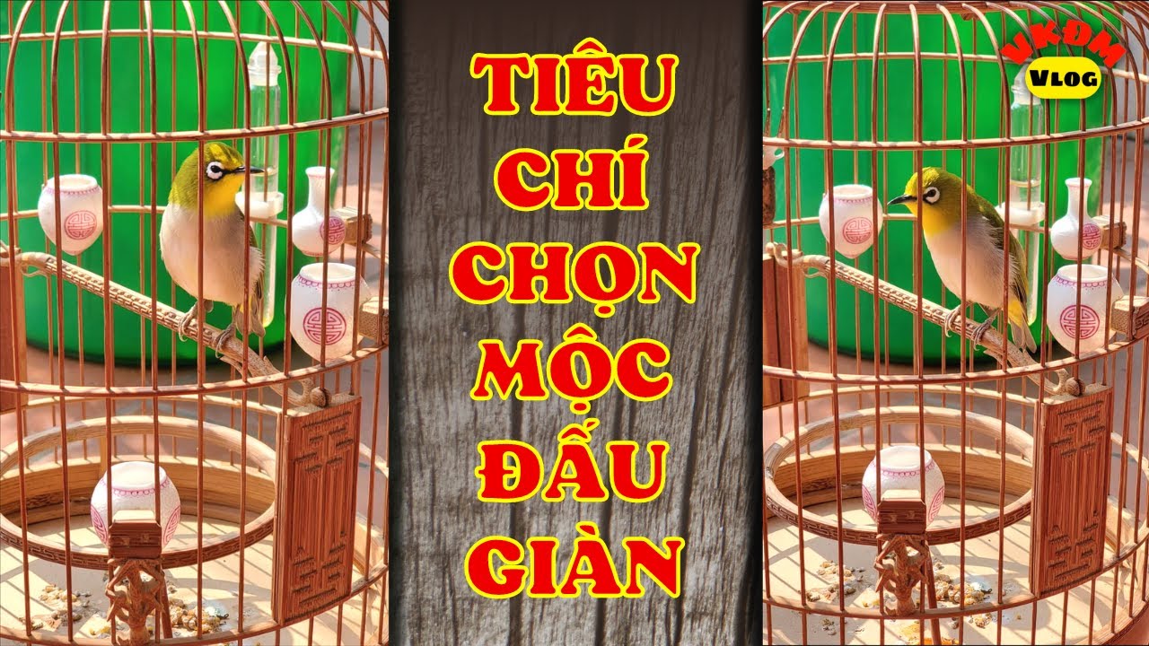 Tiêu chí chọn mộc đấu giàn | VKĐM