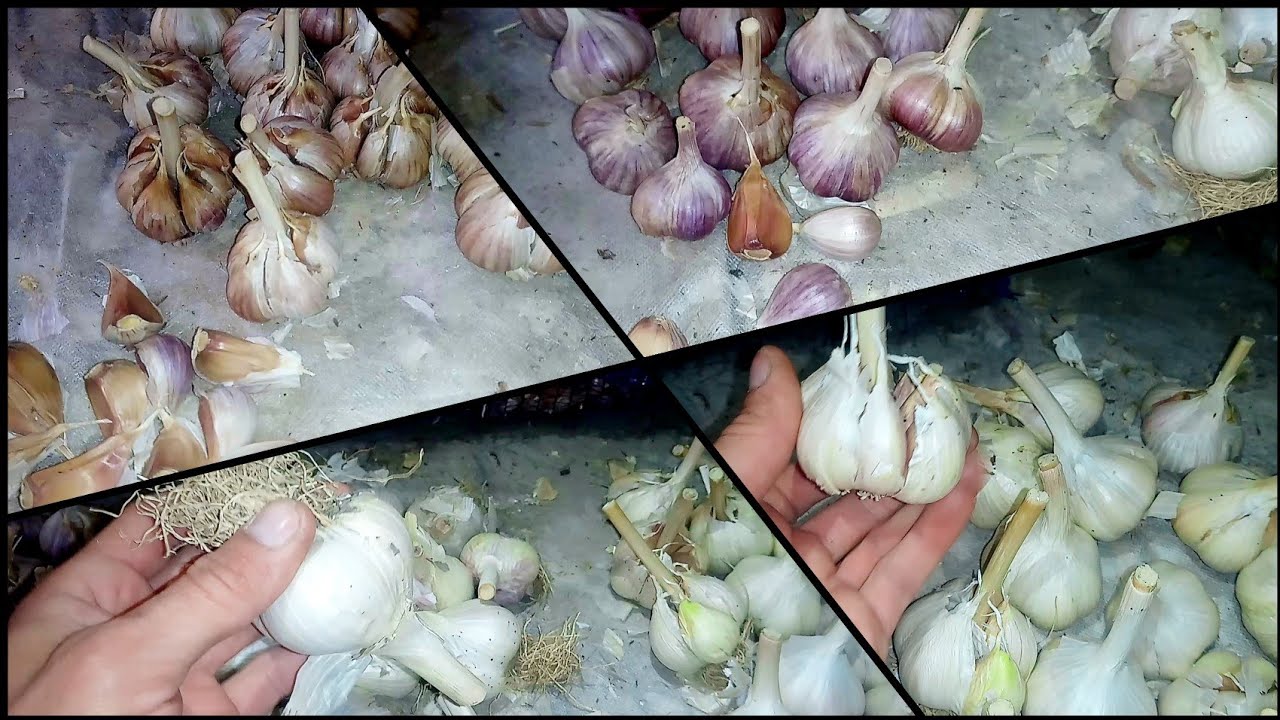 Обзор сортов чеснока /Любаша/Грибовский Юбилейный/Гулливер/Белый Слон/