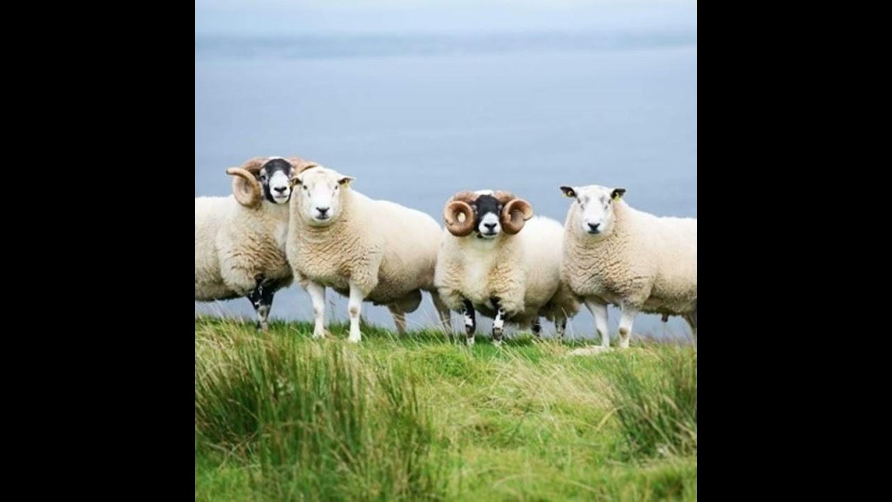 Sheep Improvement Scheme Genotyped Ram Task