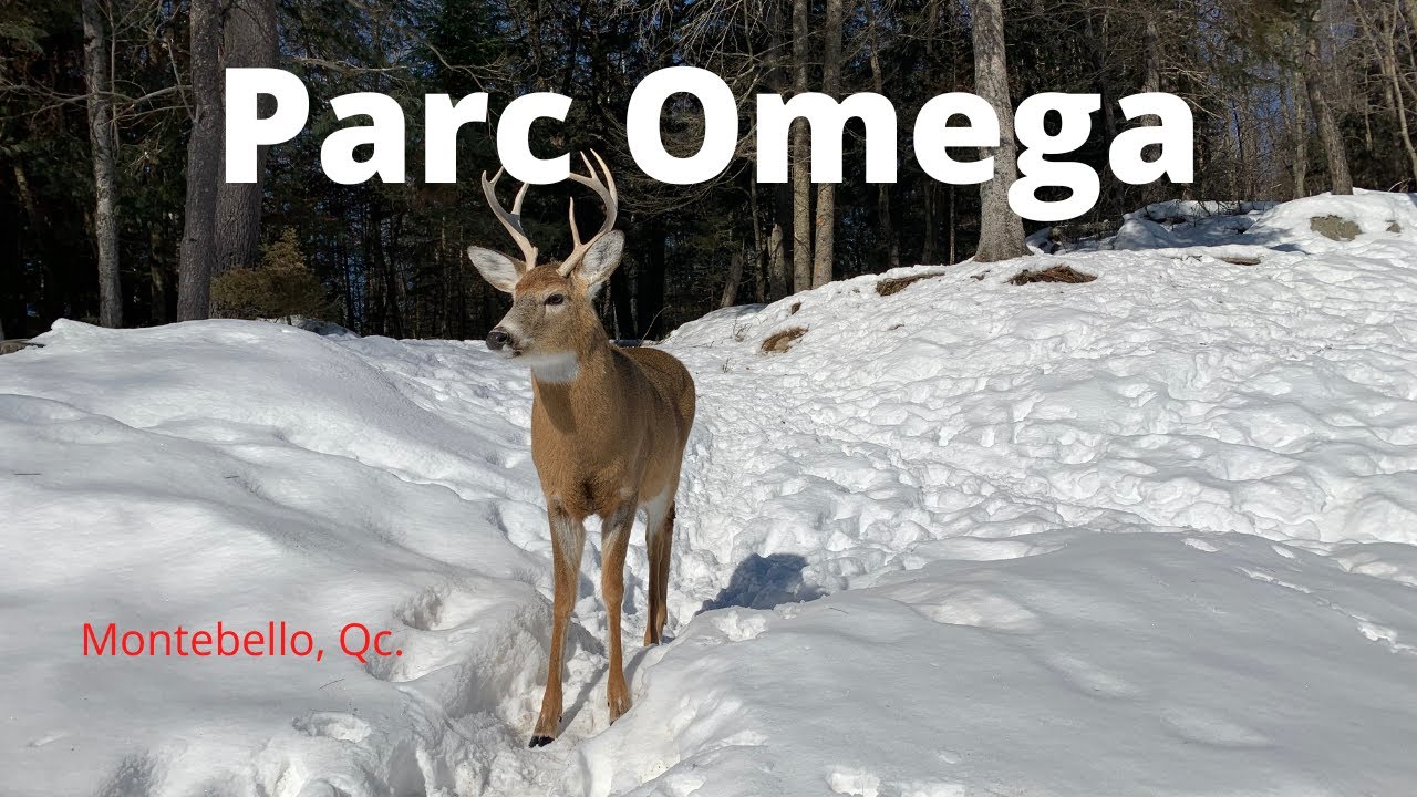 Parc Omega 🇨🇦