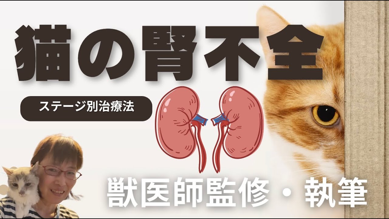 猫の腎不全でステージごとのケア方法は？治るの？獣医師が教えます！