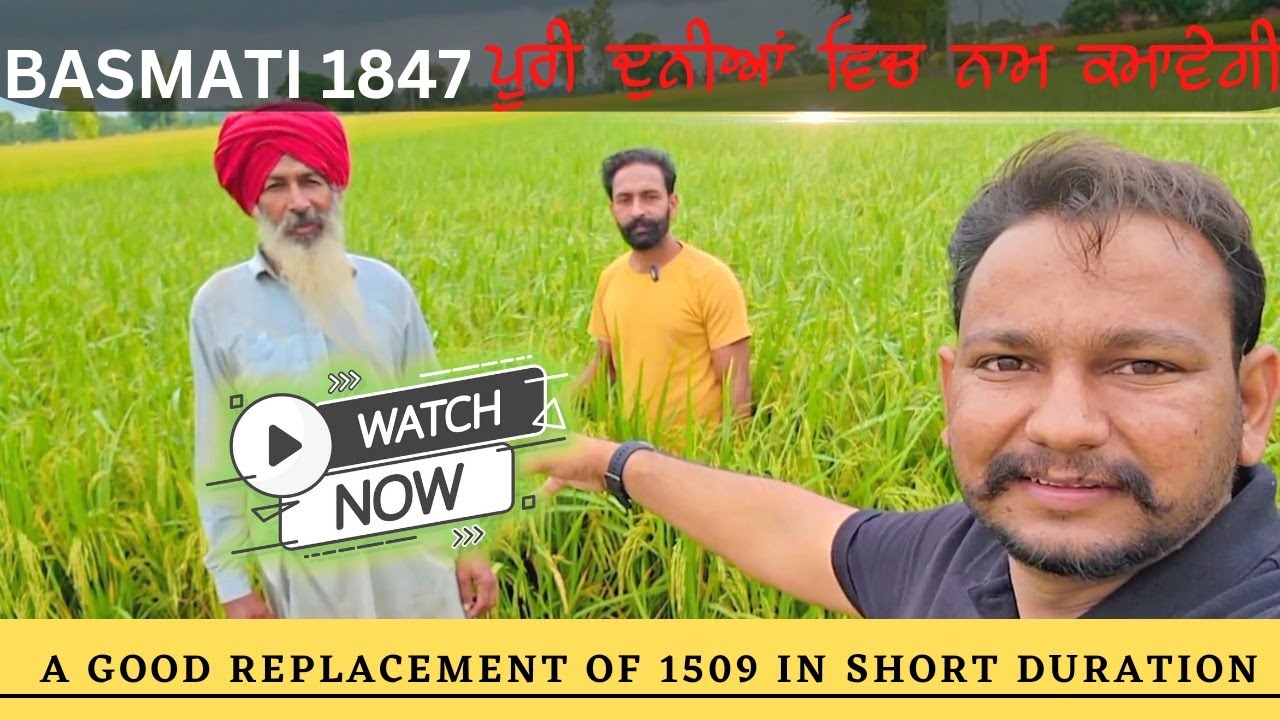 1509 ਦਾ ਬਦਲ PB 1847 ਵਰਾਇਟੀ🎯  New raleased pusa bhasmati 1847