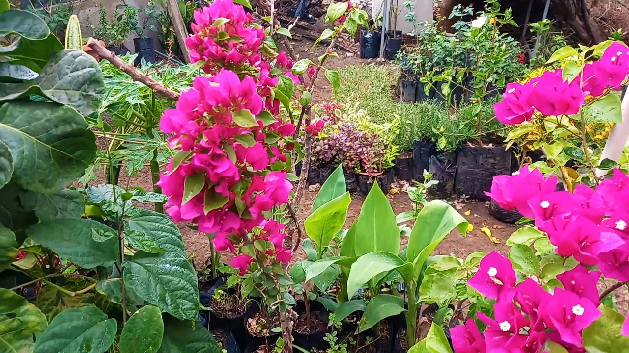 LA LLUVIA DE MARZO REFRESCA MI JARDÍN 🌧️🌿 ¡Mira cómo reaccionan las plantas #garden #plants 